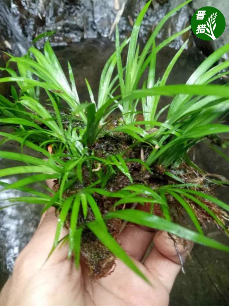 石菖蒲附石龙根菖蒲草水培盆景植物龟缸养鱼室内外微景观庭院绿植