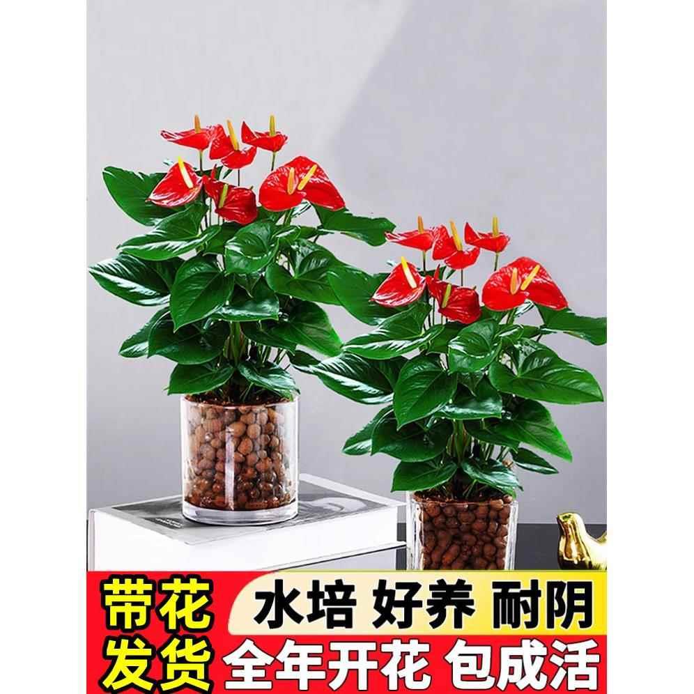 水培红掌白掌盆栽一帆风顺花卉植物室内好养绿植鸿运当头四季开花