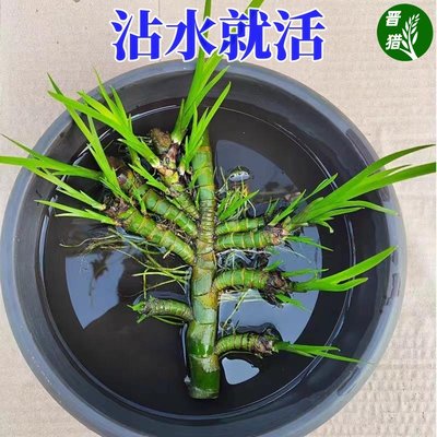 菖蒲水生植物花卉绿植水培微景观阳台龟缸水养盆栽盆景庭院绿植