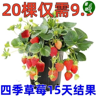 【15天结果】奶油草莓苗秧苗盆栽地栽四季阳台南北方种植当年结果