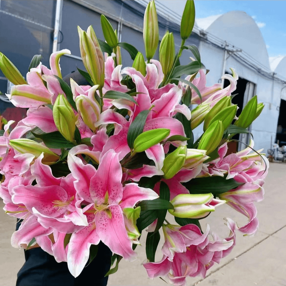 进口香水百合种球带芽大球重瓣浓香型四季开花盆栽室内外植物