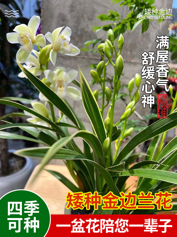 四季金边兰花苗 浓香型室内 金凤冠 四季花卉植物盆栽包邮