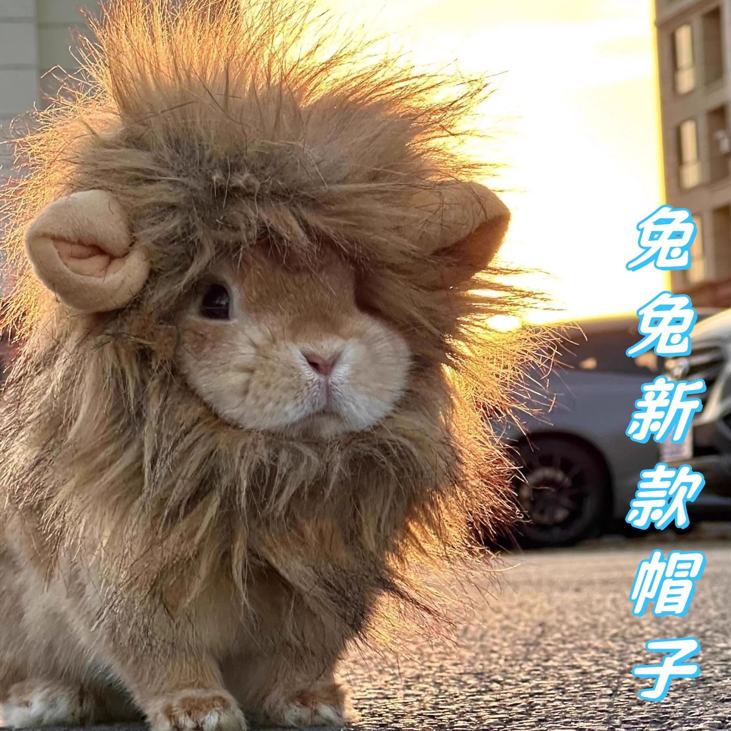 兔子狮子头套新款抖音小狮子头套兔子套头玩偶宠物头套头饰猫咪狗