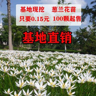 葱兰花苗风雨兰韭兰葱莲石蒜多年生庭院绿化工程苗室内外观光植物
