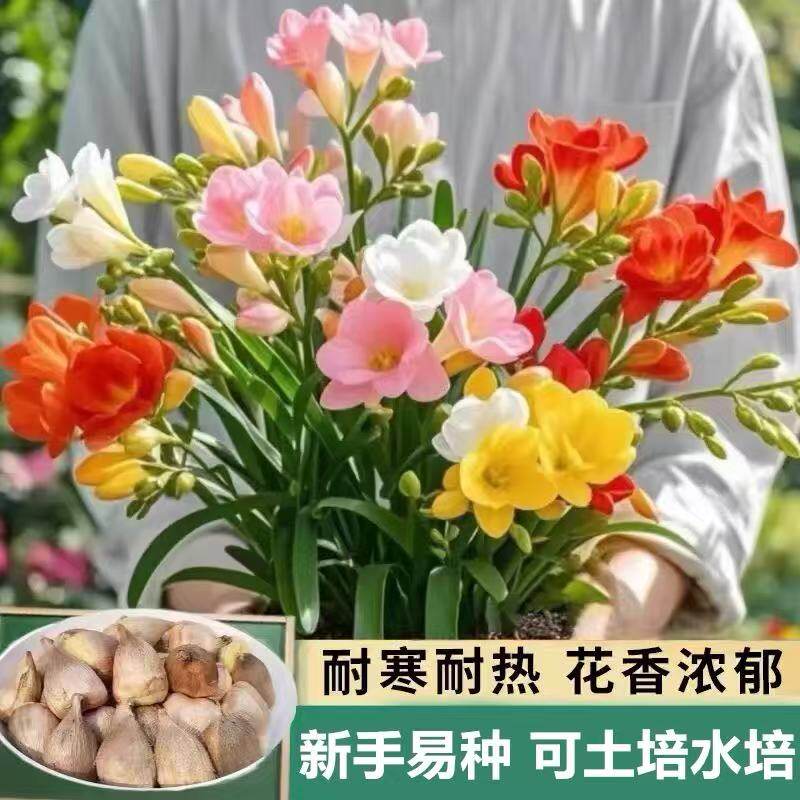 重瓣香雪兰种球耐寒耐热好多年生