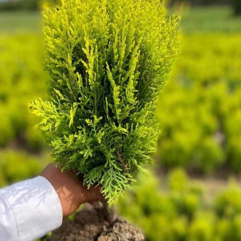 洒金柏树苗洒金柏球洒金柏树金黄绿化苗木洒金柏小苗柏树苗黄金柏