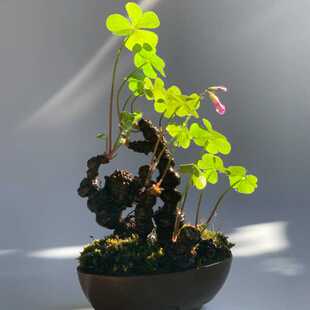 三叶草老桩盆栽红花酢浆草种球四季开花神器苗幸运草掌上微型盆景