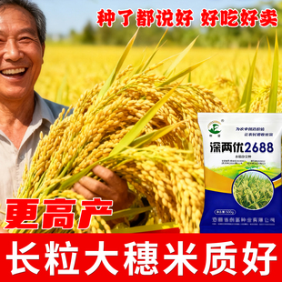 杂交高产水稻种子长粒优质香米高产大穗农科院抗病抗倒稻谷种子