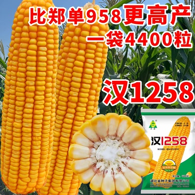 原装正品高产玉米种子大田播种