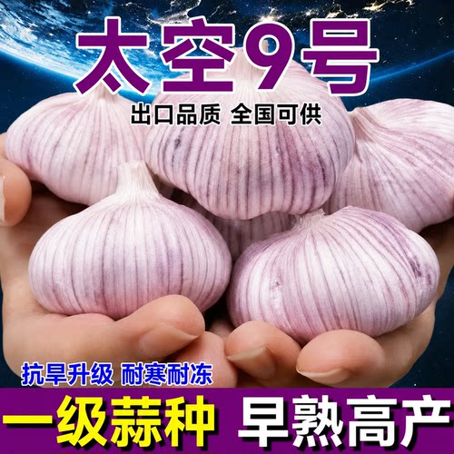 农科院高产大蒜种子籽2026新紫皮红皮大蒜种太空9号特大蒜头蒜种 - 封面