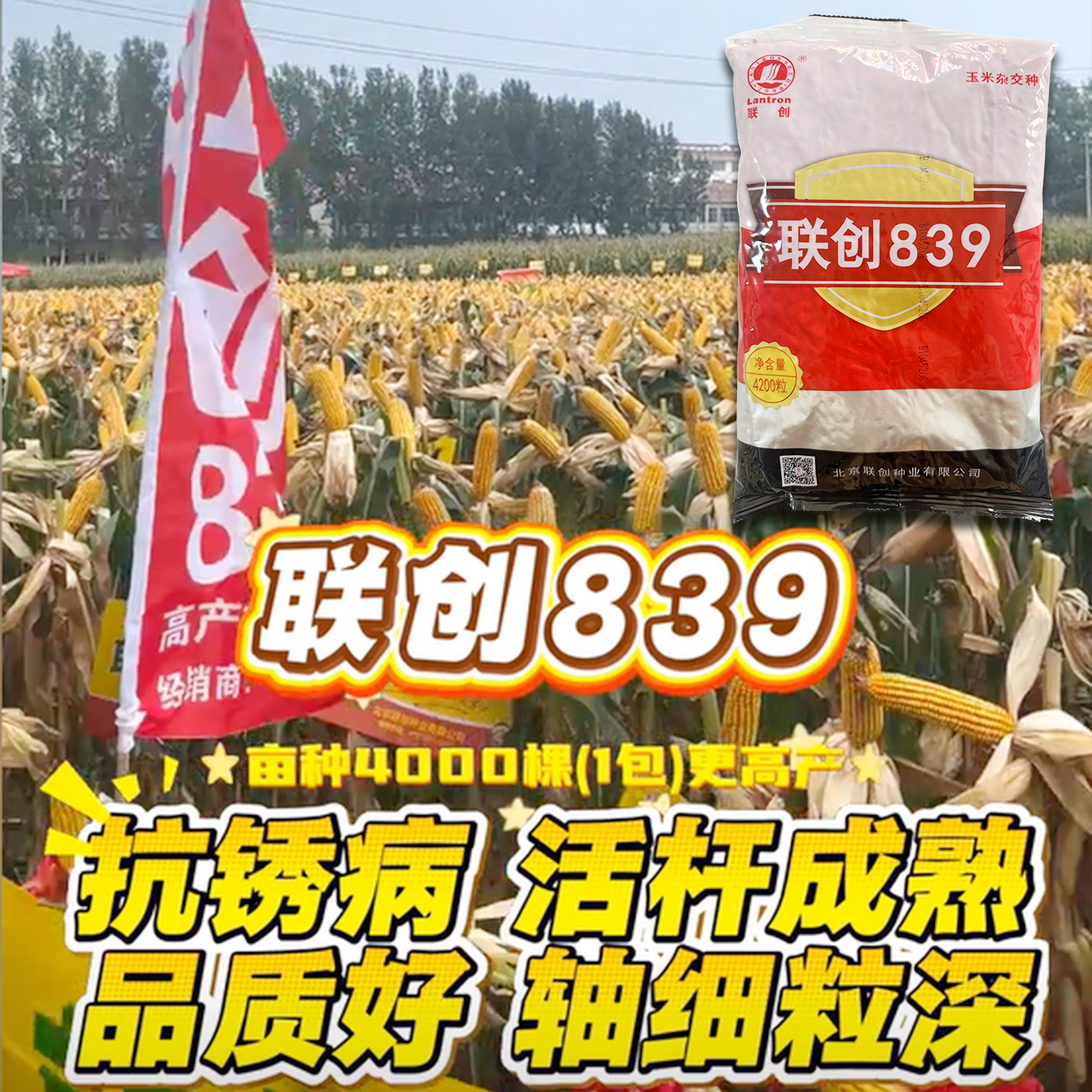 联创839高产大棒玉米种子