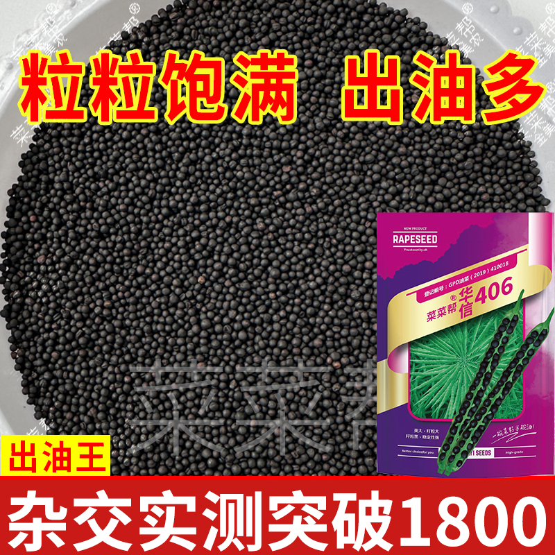 矮杆油菜种高品质四川油菜种子高产矮杆杂交黑油菜籽抗倒抗病正品