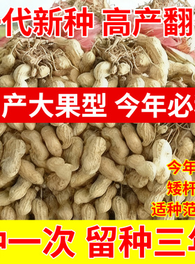 高产花生种子薄皮大果矮杆早熟高油农科院抗病抗旱大粒花生种子