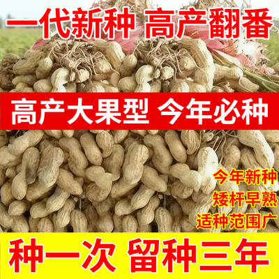 花育9616高产稳产花生种子大果型