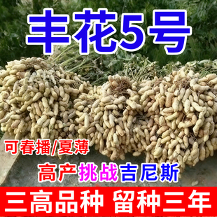 丰花5号超高产花生种子高油薄皮矮杆早熟抗旱农科院新品耐涝花生