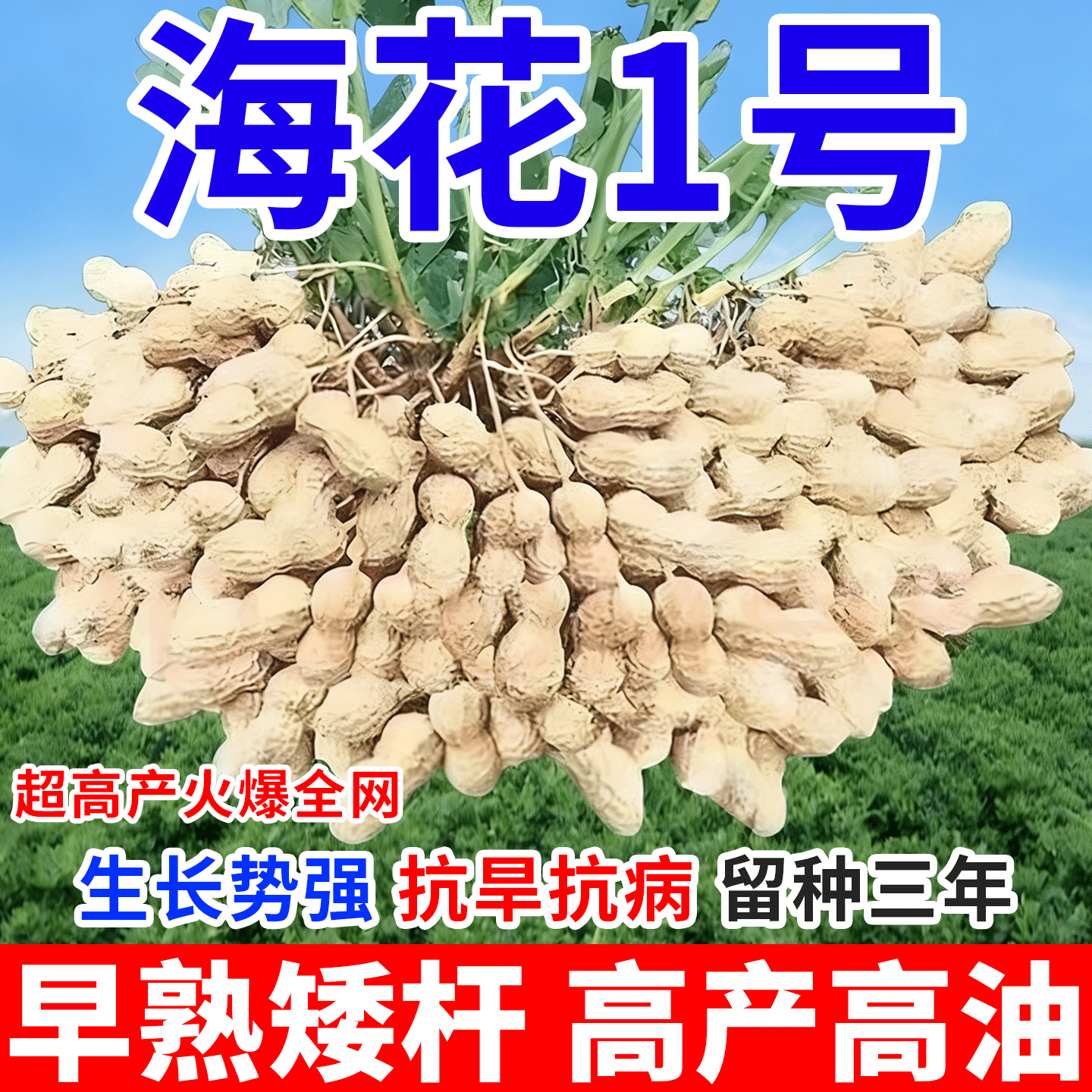 海花一号超高产花生种子薄壳原种矮秆早熟高油抗旱农科院花生新品