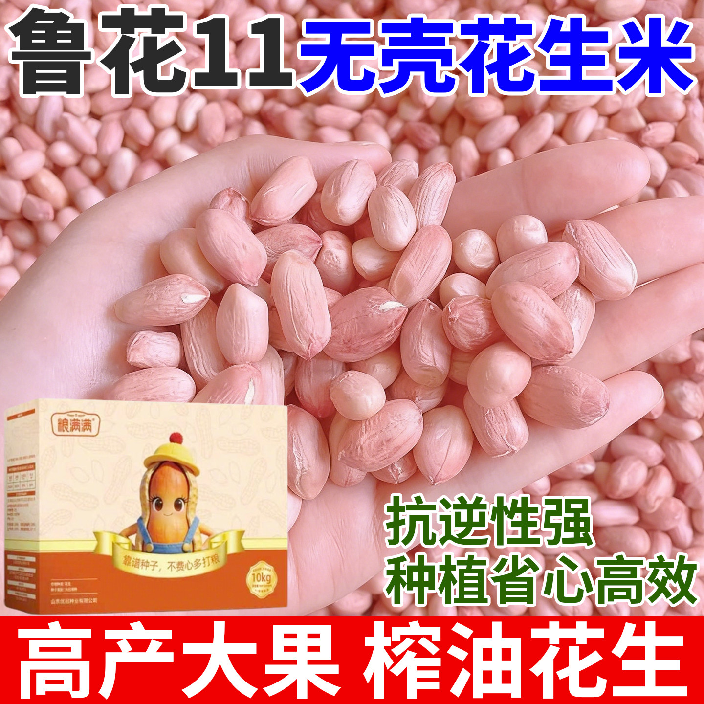 鲁花11号农科院高产花生种子超高产薄壳大粒抗旱早熟榨油花生种子