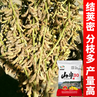 山宁30超高产大豆种子大粒黄豆毛豆种子一代原种矮杆早熟抗旱耐涝