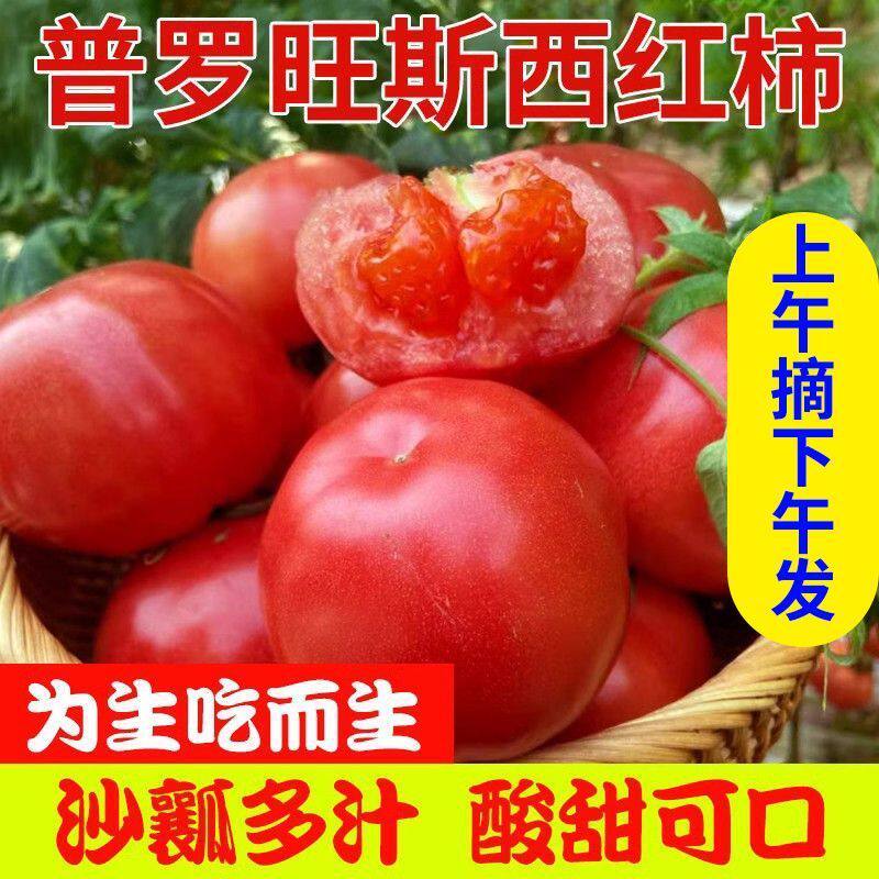 陕西泾阳普罗旺斯孕妇水果当季沙瓤西红柿自然熟新鲜生吃番茄蔬菜