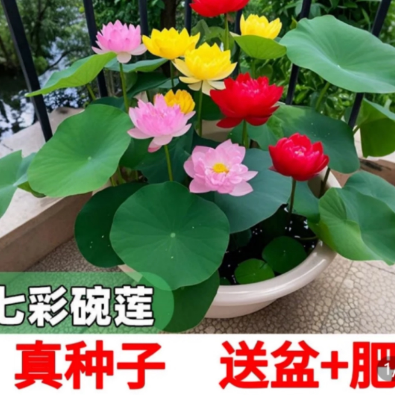 四季耐寒水培植物迷你混色睡莲水养花卉室内好养花草水生碗莲盆栽