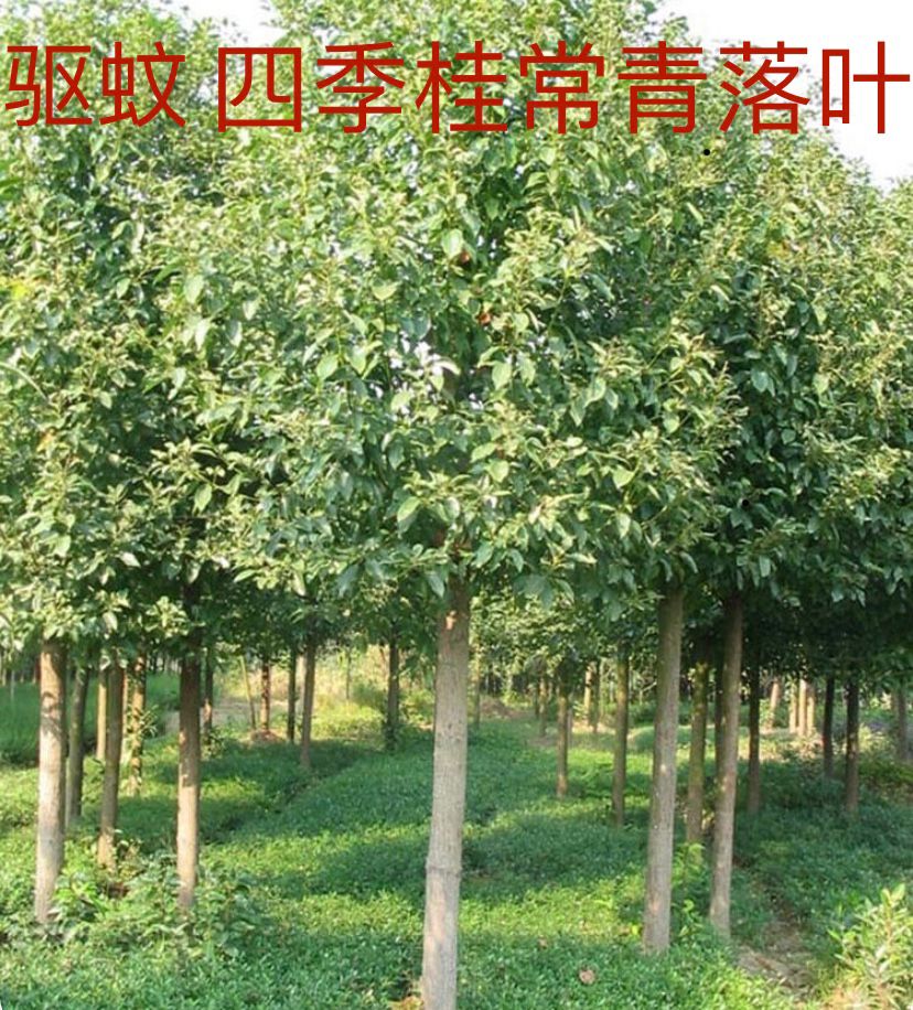 正宗珍贵稀有包邮绿植香樟树苗