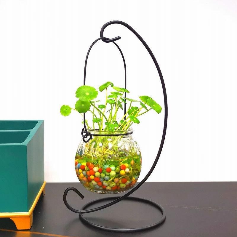 创意水培植物铜钱草套装水养绿植金钱草室内花卉桌面盆栽四季常青