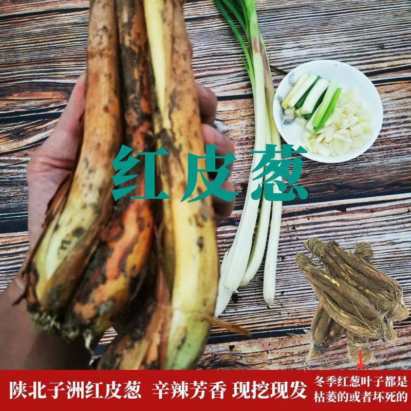 陕北红葱山地黄土旱地炖羊肉去颤增香红皮葱农家自产新鲜现挖香辣
