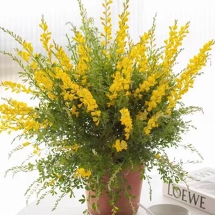 金雀花盆栽带花苞阳台庭院好养易活木本植物耐热耐寒超长花期植物