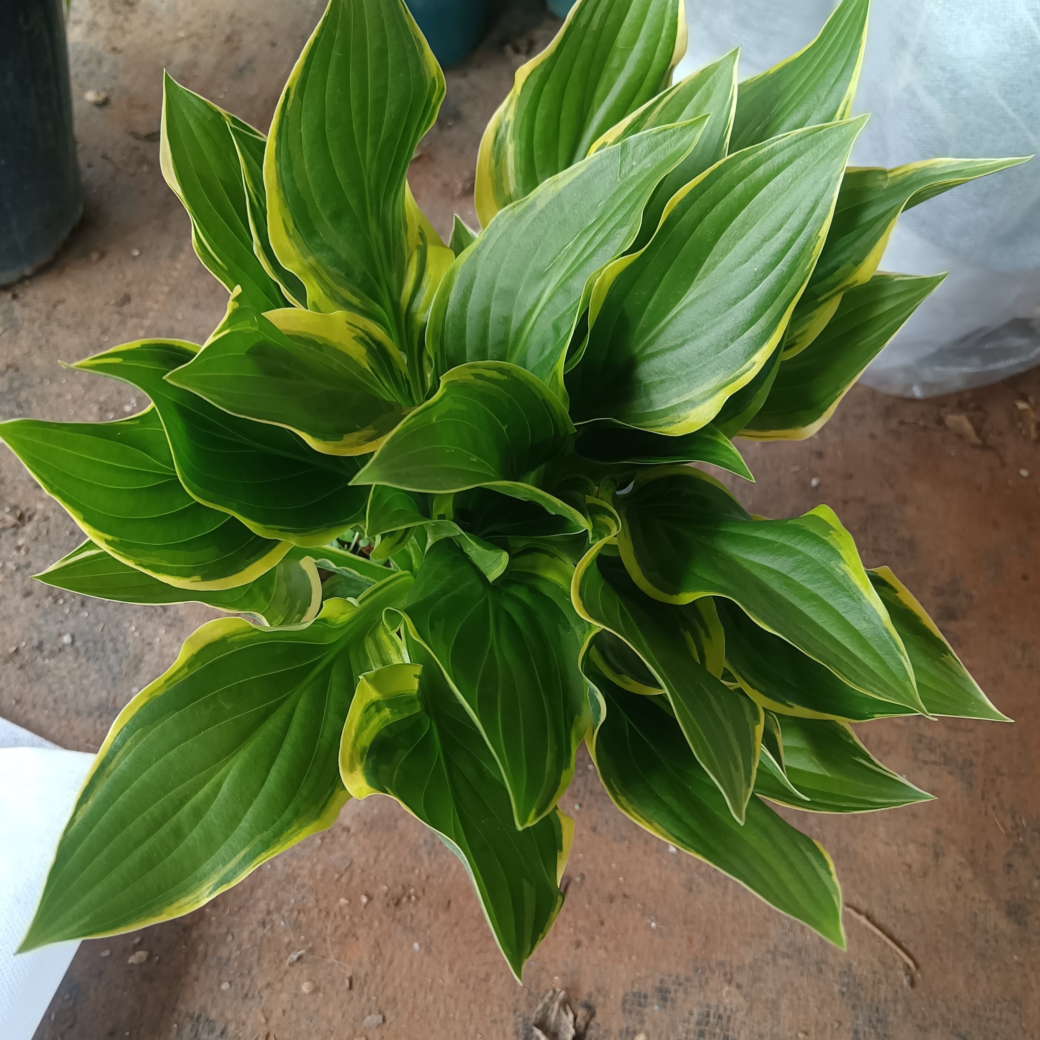 玉簪花盆栽阳台庭院观花植物耐热耐阴好养