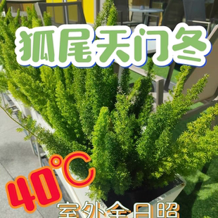 狐尾天门冬盆栽大苗阳台庭院室内外四季常青耐热九尾狐真花卉植物