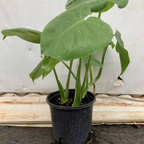 龟背盆栽客厅室内耐阴植物吸甲醛