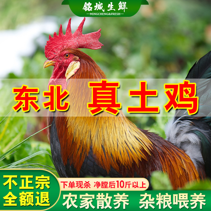 正宗超大公鸡农家散养现杀现发杂粮土鸡走地鸡三黄鸡整鸡新鲜鸡肉,水产肉类/新鲜蔬果/熟食,整鸡/整鸡制品,淘宝优惠券,粉丝福利购,淘宝优惠卷