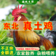 正宗超大公鸡农家散养现杀现发杂粮土鸡走地鸡三黄鸡整鸡新鲜鸡肉