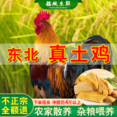 东北农家土鸡农村大公鸡整鸡纯粮散养4斤现杀公鸡走地溜达鸡笨鸡
