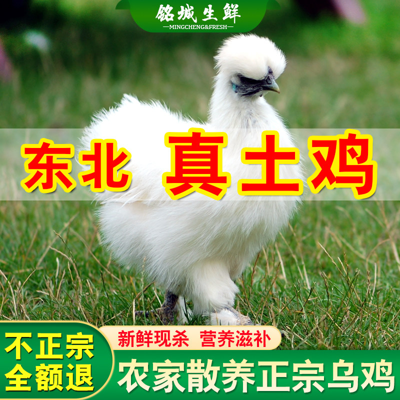 乌鸡新鲜现杀东北土鸡农家散养土乌鸡老母鸡整鸡月子鸡溜达鸡白毛