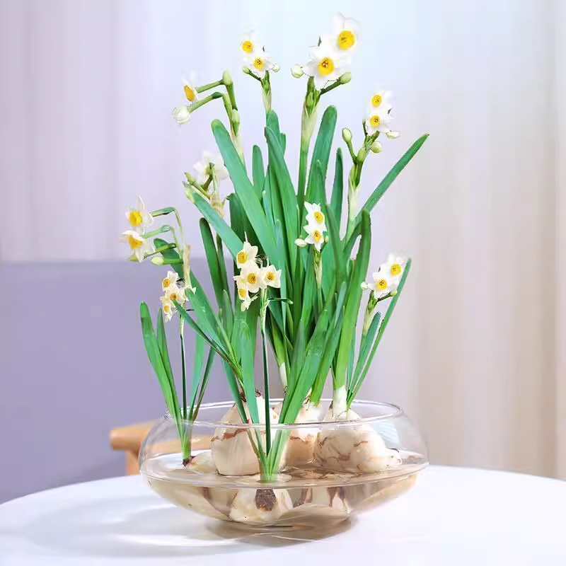 水培植物盆水仙铜钱草睡莲花盆