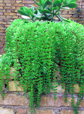 垂盆草可食用正宗盆栽材蛇丹草吊兰绿化垂盘草盆栽狗牙瓣养肝护肝