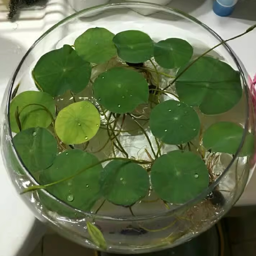 水培植物盆桌面办公室玻璃现代风