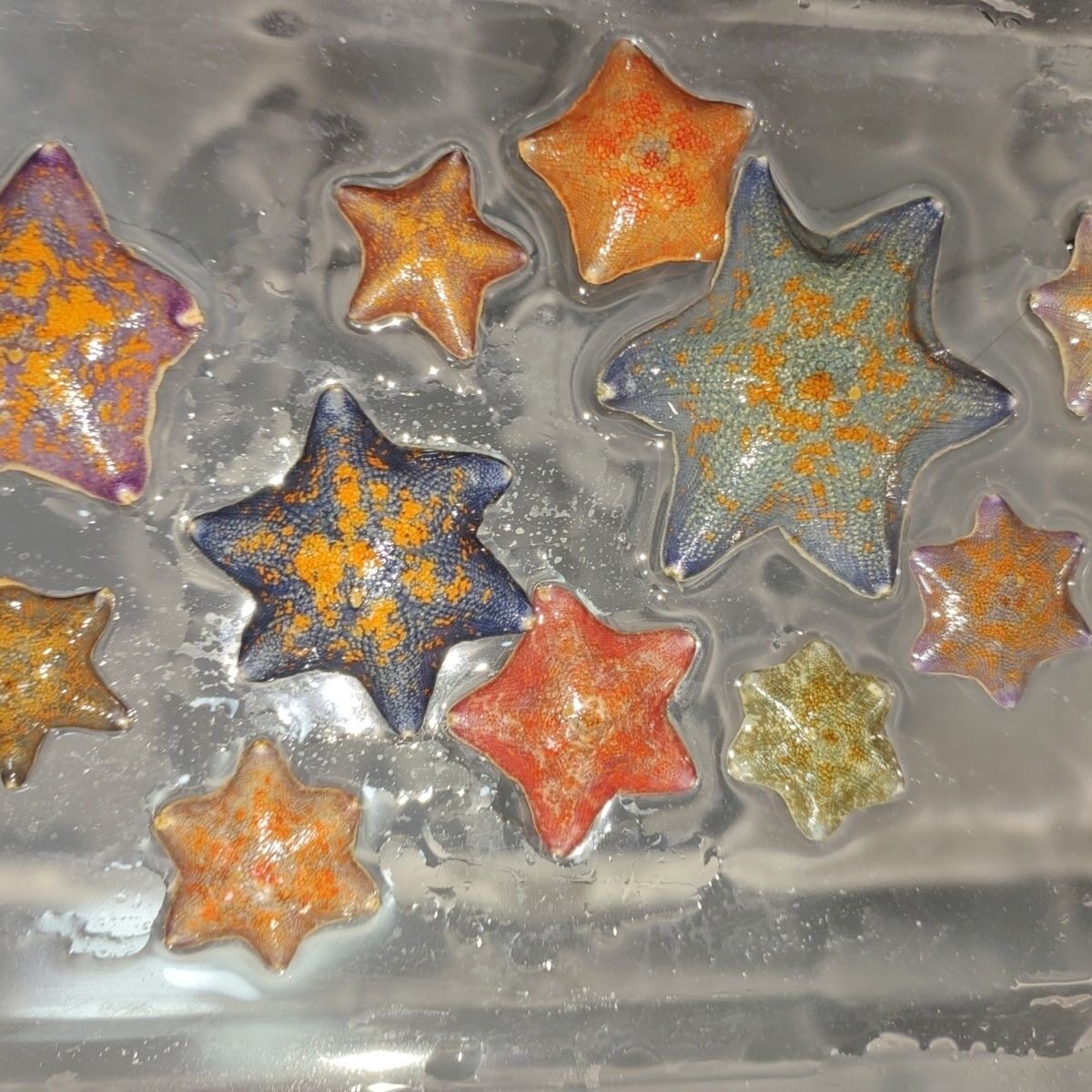 海燕海星宠物海鱼缸迷你观赏海洋动物翻砂桌面派大星活体小动物