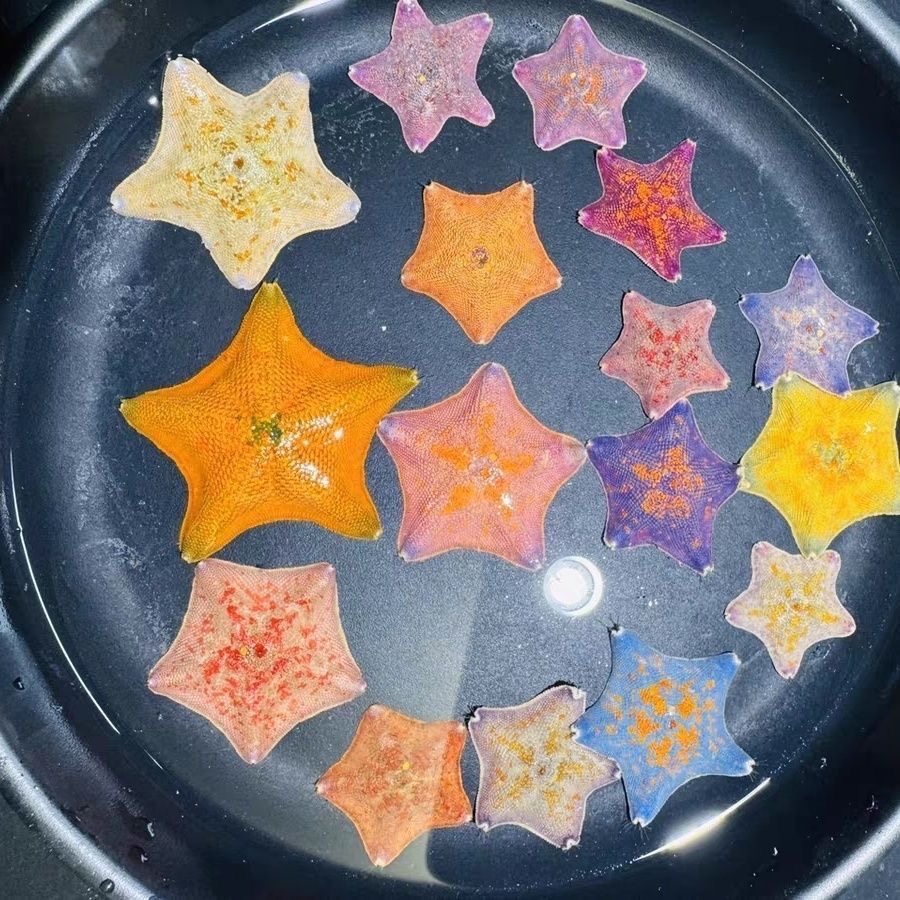 批发海燕海星宠物活物观赏动物迷你海洋生物桌面派大星满天星