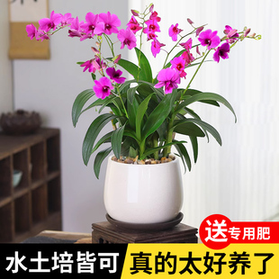 绿植红泼墨石斛兰花盆栽带花苞 香水石斛兰花苗花卉植物室内好养