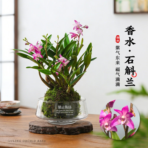 水培香水石斛兰花苗冬带花苞盆栽