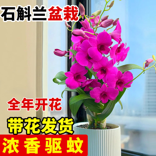 红泼墨石斛兰带花苞带盆发货