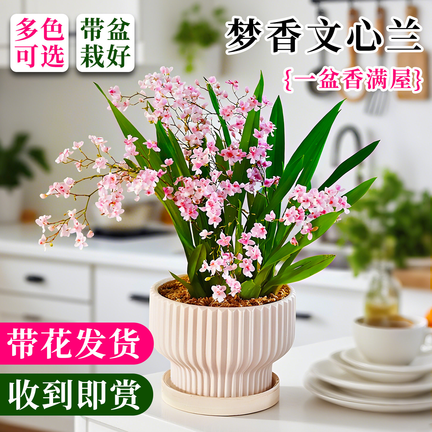 水培香水粉色梦香文心兰盆栽带花苞 浓香型四季名贵室内花卉绿植,鲜花速递/花卉仿真/绿植园艺,国兰/杂交兰/洋兰类,淘宝优惠券,粉丝福利购,淘宝优惠卷