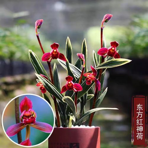 花卉兰花兰花苗好养易活