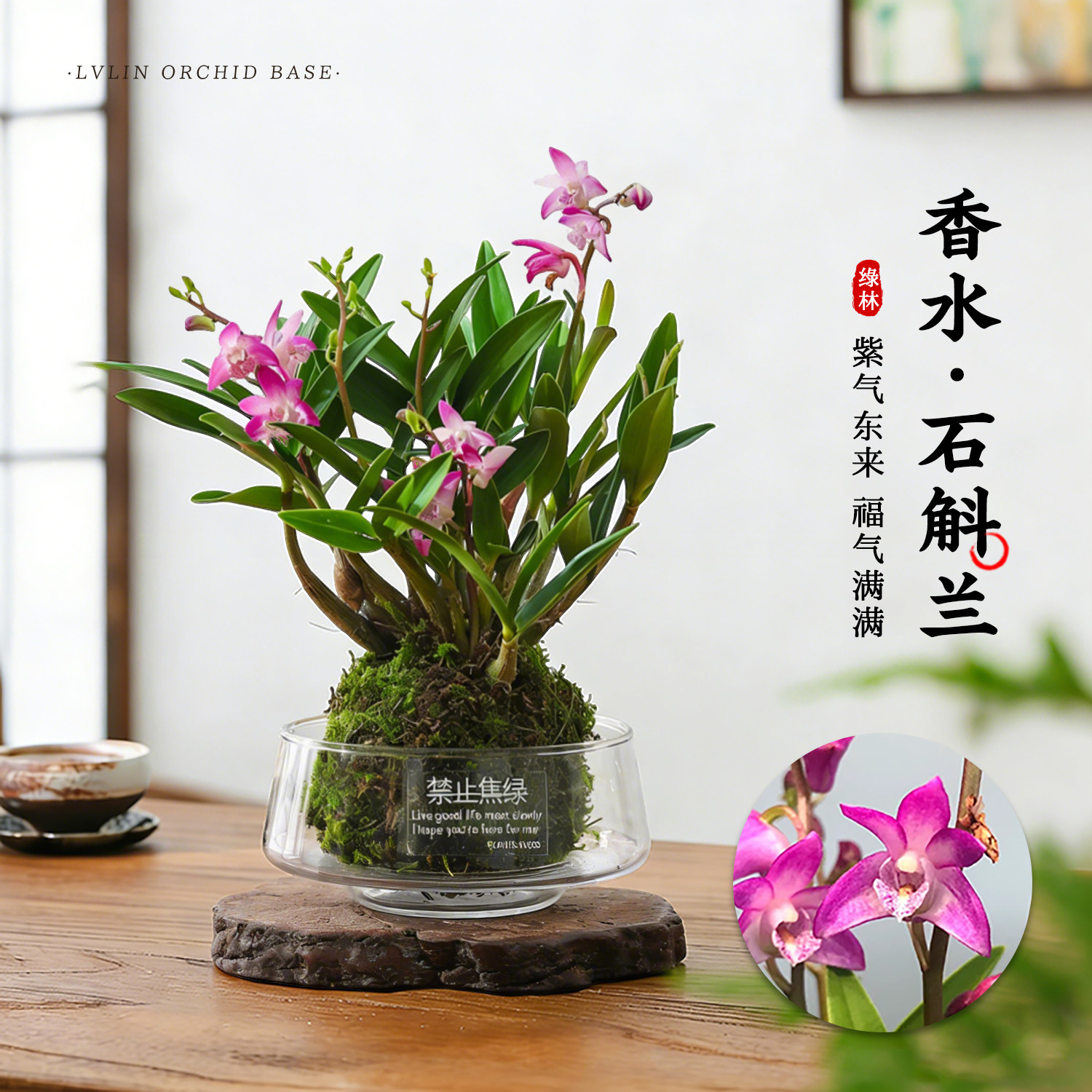 水培苔藓球植物香水石斛兰带花苞盆栽 四季开花浓香花卉懒人绿植