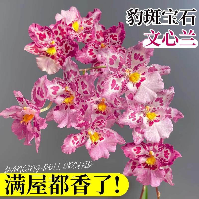 豹纹紫宝石文心兰中大花