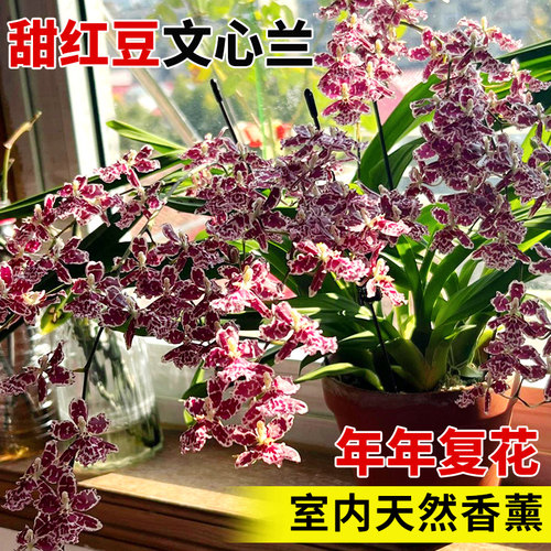 甜红豆香水文心兰盆栽带花苞梦香兰室内植物水培精品名贵花卉