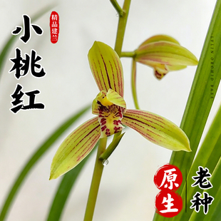 名贵四季建兰系列兰花小桃红夏带花苞盆栽国宝级高端浓香花卉绿植