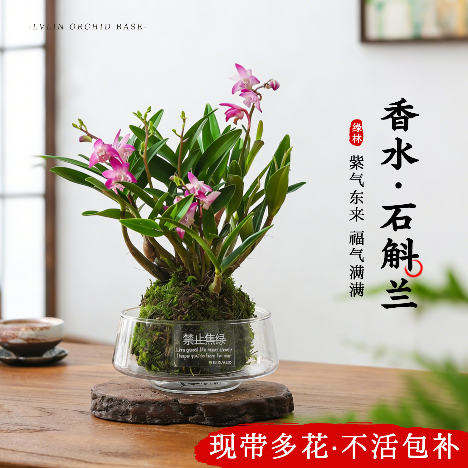 水培苔藓球植物香水石斛兰带花苞盆栽 四季开花浓香花卉懒人绿植